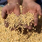8808168-harvest-of-soy-farmers-hands-and-soybean