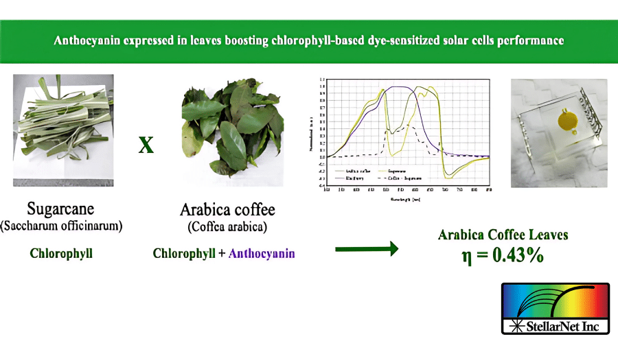 Anthocyanin expressed in leaves boosting chlorophyll-based dye-sensitized solar cells performance