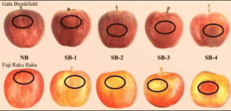 Apple Sunburn