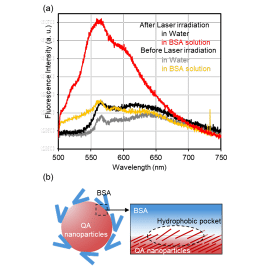 BSA Mediated Stabilized Dispersion of Hydrophobic Organic Nanoparticles Produced by Pulsed Laser Fragmentation in Liquid