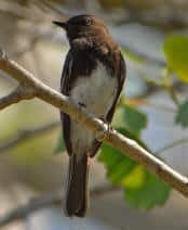 BlackPhoebe