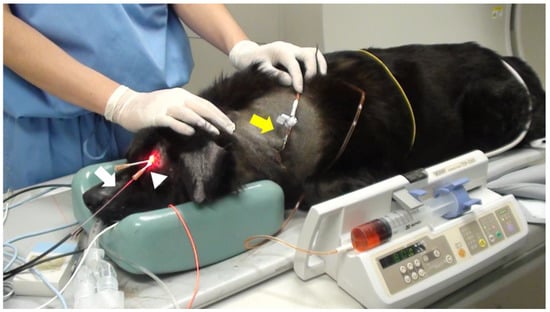 Efficacy of 5-Aminolevulinic Acid in Photodynamic Detection and Photodynamic Therapy in Veterinary Medicine