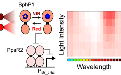 Engineering an E. coli Near-Infrared Light Sensor