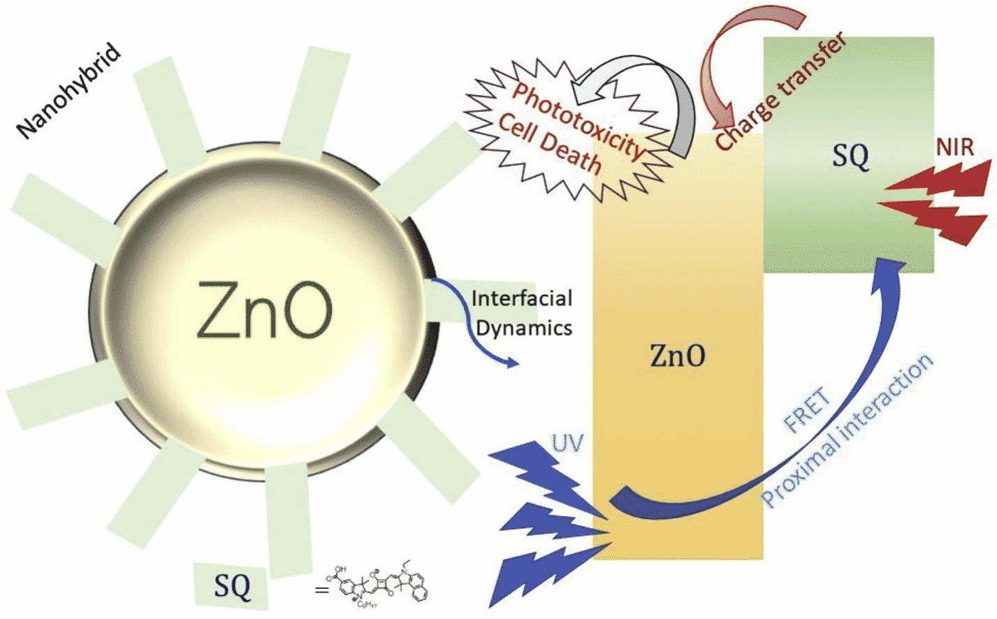 Exploration of interfacial dynamics in squaraine based nanohybrids for potential photodynamic action