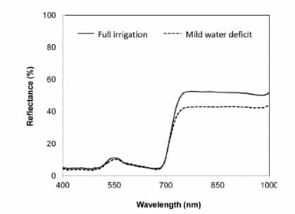 Exploring VIS/NIR reflectance indices for the estimation of water status in highbush blueberry plants grown under full and deficit irrigation