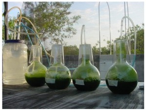 Fig. 1. A picture showing cellular growth at external conditions 