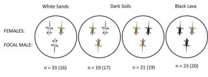 Fig 1 Asymmetrical mate preference in recently adapted white sands and black lava populations of Sceloporus undulatus