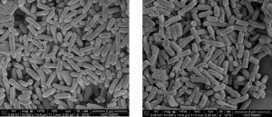 Figure 14. SEM images of E. coli _rpoS (control: left, plasma treated for 5 min: right).