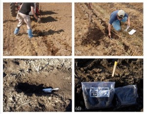 Fig. 5. Soil sampling method: (a) 72 wooden sticks were inserted in the soil at points predetermined by scanning data number, (b) uniform soil surface smoothed over by the RTSS was dug up, (c) soil samples were collected from in and around the area scanned by the RTSS, (d) soil samples were divided into two sealable plastic bags, one set to be sent to TUAT, the other set to be sent to APCRL.
