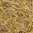 Alfalfa Analysis