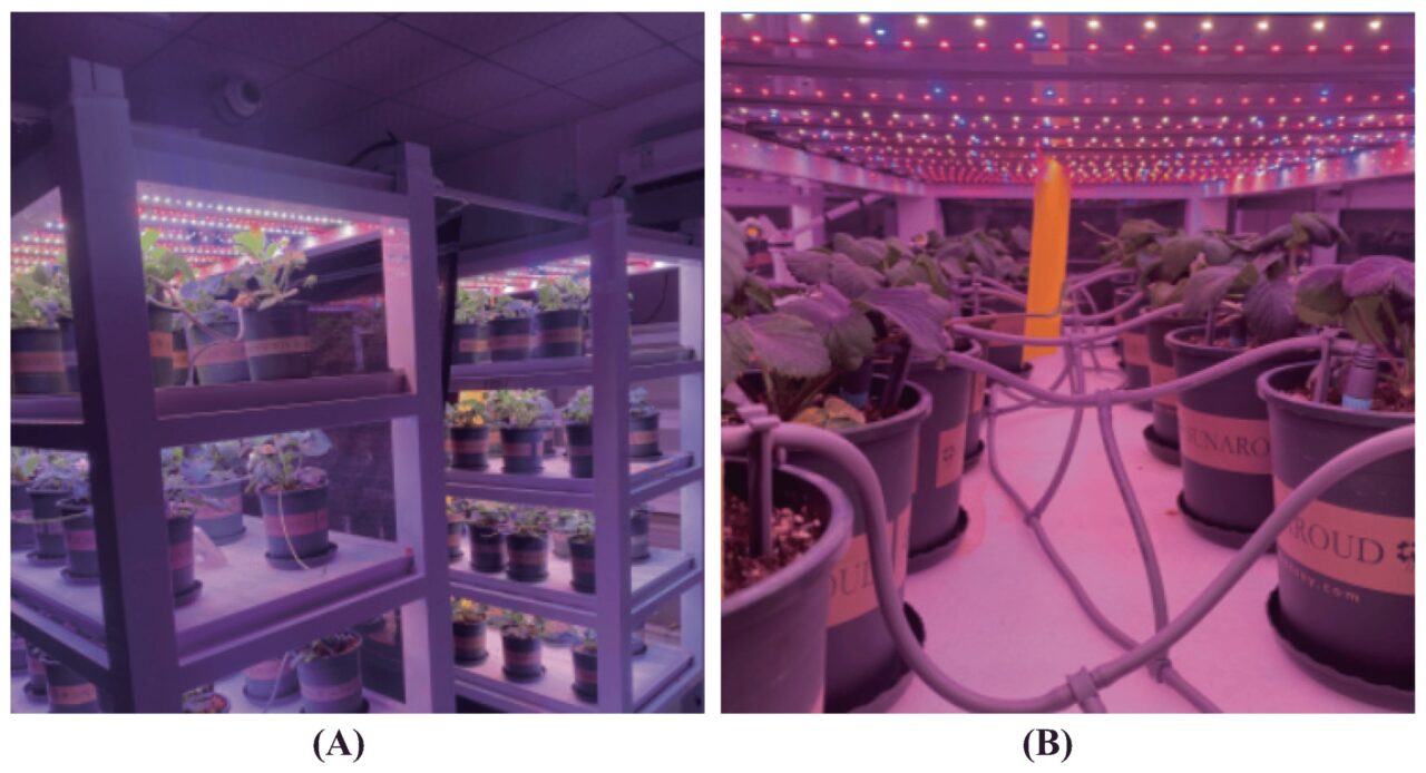 Investigating the Effects of Full-Spectrum LED Lighting on Strawberry ...