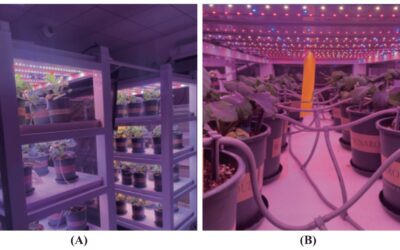 Investigating the Effects of Full-Spectrum LED Lighting on Strawberry Traits Using Correlation Analysis and Time-Series Prediction