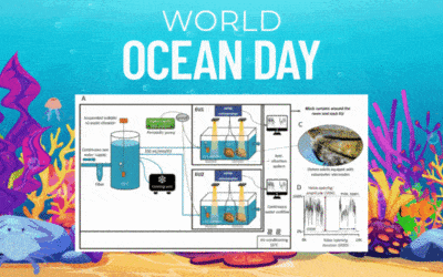 World Ocean Day: Characterization of the daily and circadian valve behavior of the European flat oyster Ostrea edulis