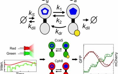 A photoconversion model for full spectral programming and multiplexing of optogenetic systems