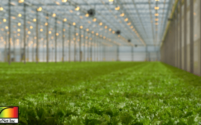 The effect of LED light quality on the carotenoid metabolism and related gene expression in the genus Brassica