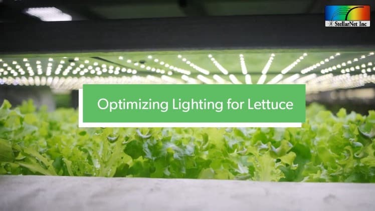 Lighting for Lettuce