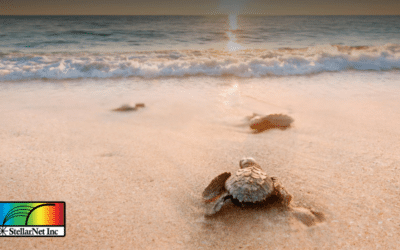 Why Turtle Safe Lighting Matters for Sea Turtle Survival + An Interview with FWC Experts