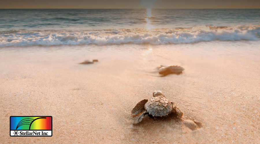 turtle safe lighting