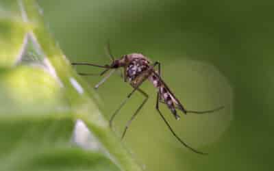 Designing LED lights that minimise the attraction of nocturnal, blood-feeding Diptera