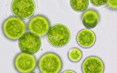 Photosynthetic performance of two Nannochloropsis spp. under different filtered light spectra