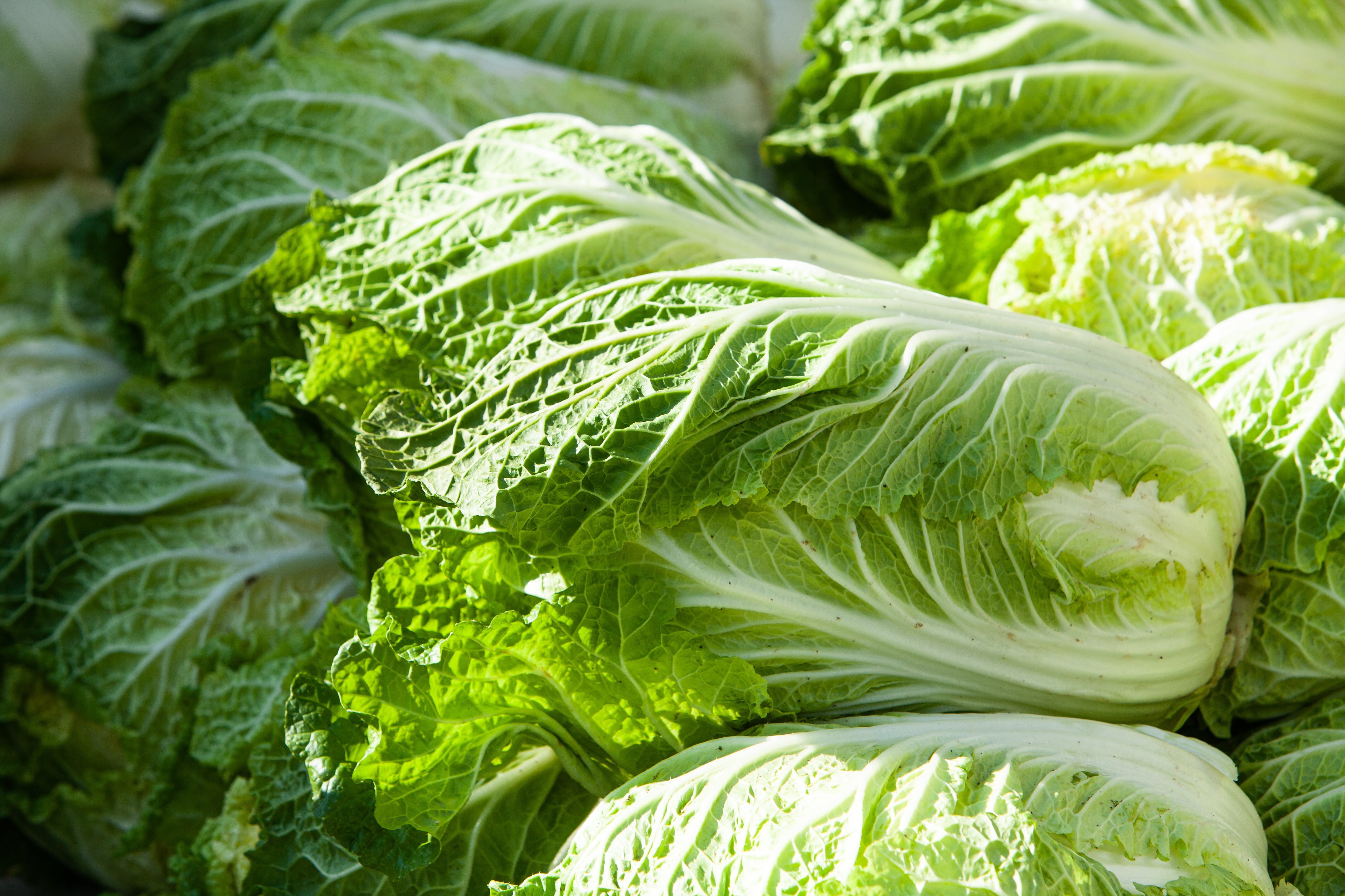 Growth, morphology, and photosynthetic activity of Chinese cabbage and lettuce grown under polyethylene and spectrum conversion films