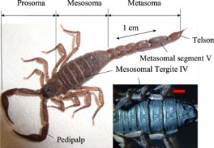 Optical Properties of a Scorpion