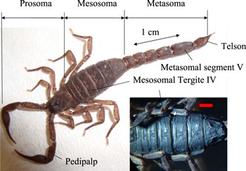 Optical properties of a scorpion (Centruroides limpidus)