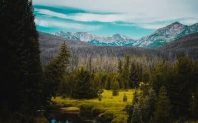 An Experimental Study of the Woody Vegetation Reflectivity Temporal Dynamics