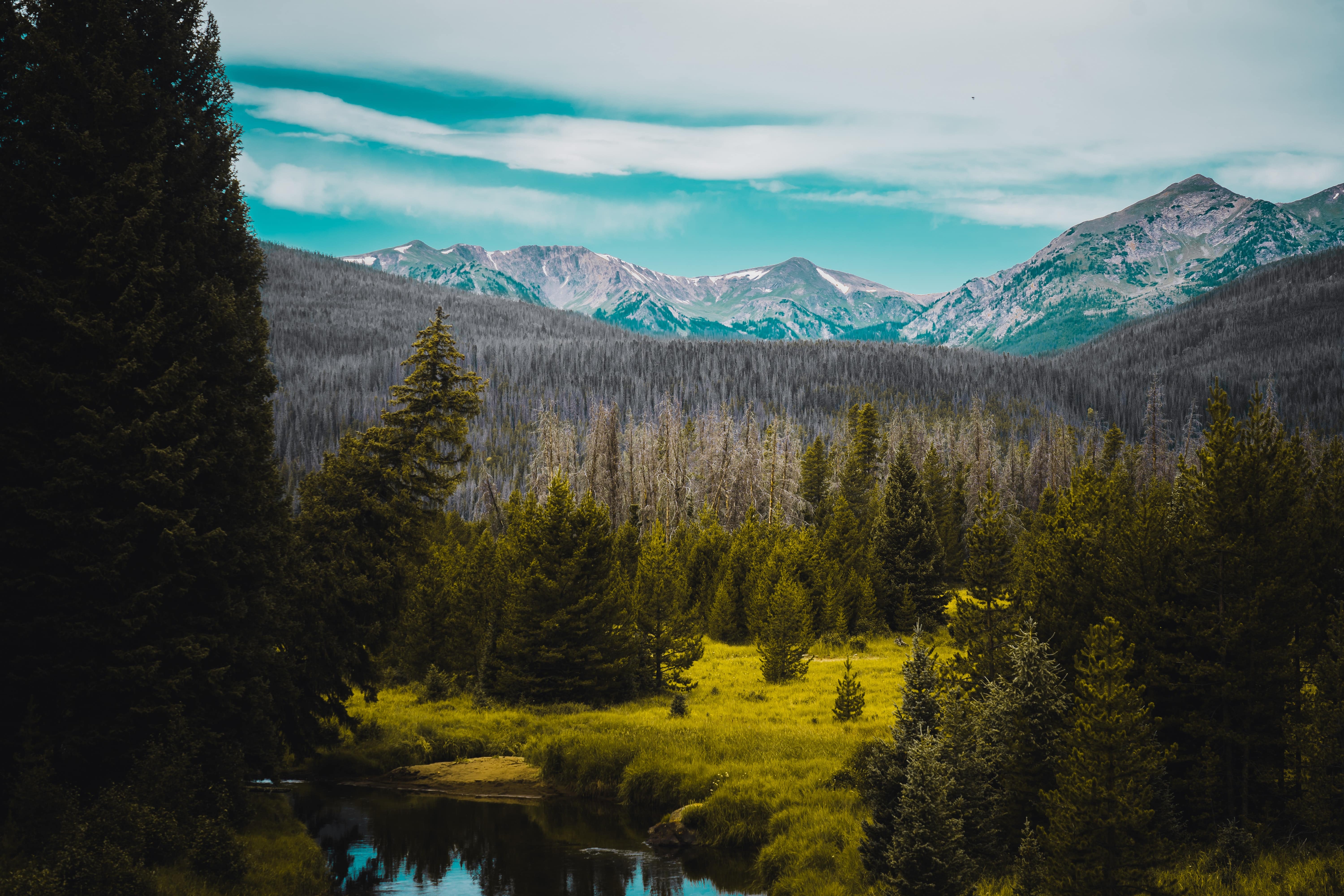 Pine Trees