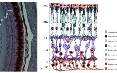 Potential Neuroprotective Role of Calretinin-N18 and Calbindin-D28k in the Retina of Adult Zebrafish Exposed to Different Wavelength Lights