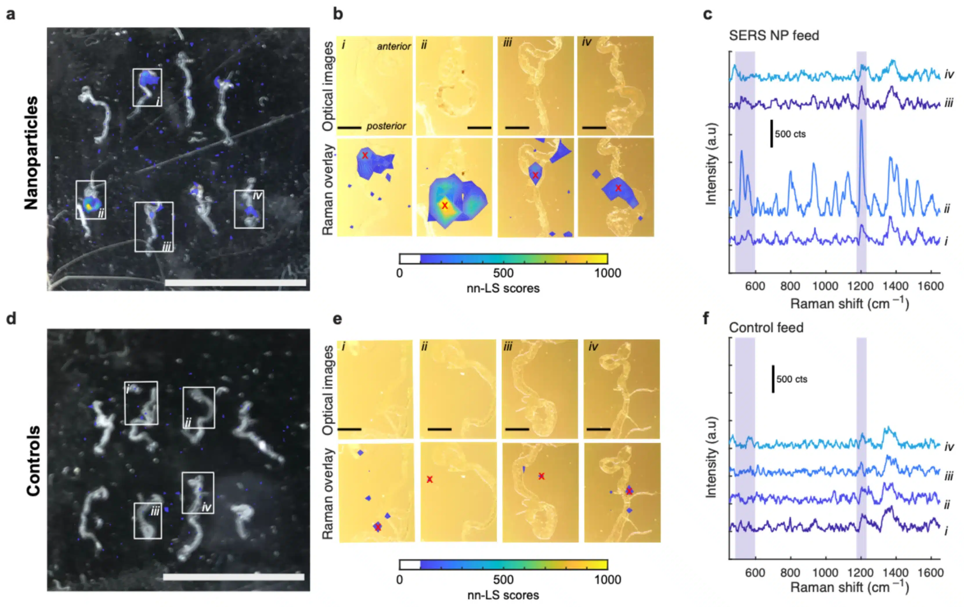 Raman Microscopy for Colorectal Cancer Detection-Spectra