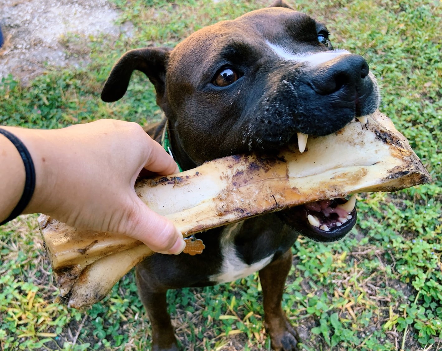 Relish with a meaty bone