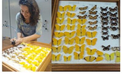 3rd Place: Beyond Vision: The near-infrared reflectance of butterfly wings and how the environment geometry and abiotic factors impact butterflies’ NIR reflectance