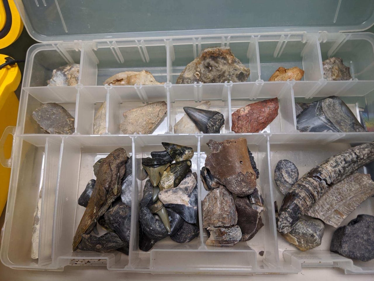 Shark Fossil Collection 2