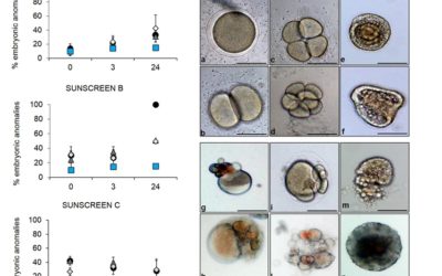 Sunscreen products impair the early developmental stages of the sea urchin Paracentrotus lividus