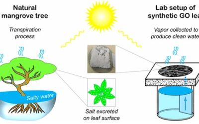Synthetic Graphene Oxide Leaf for Solar Desalination with Zero Liquid Discharge