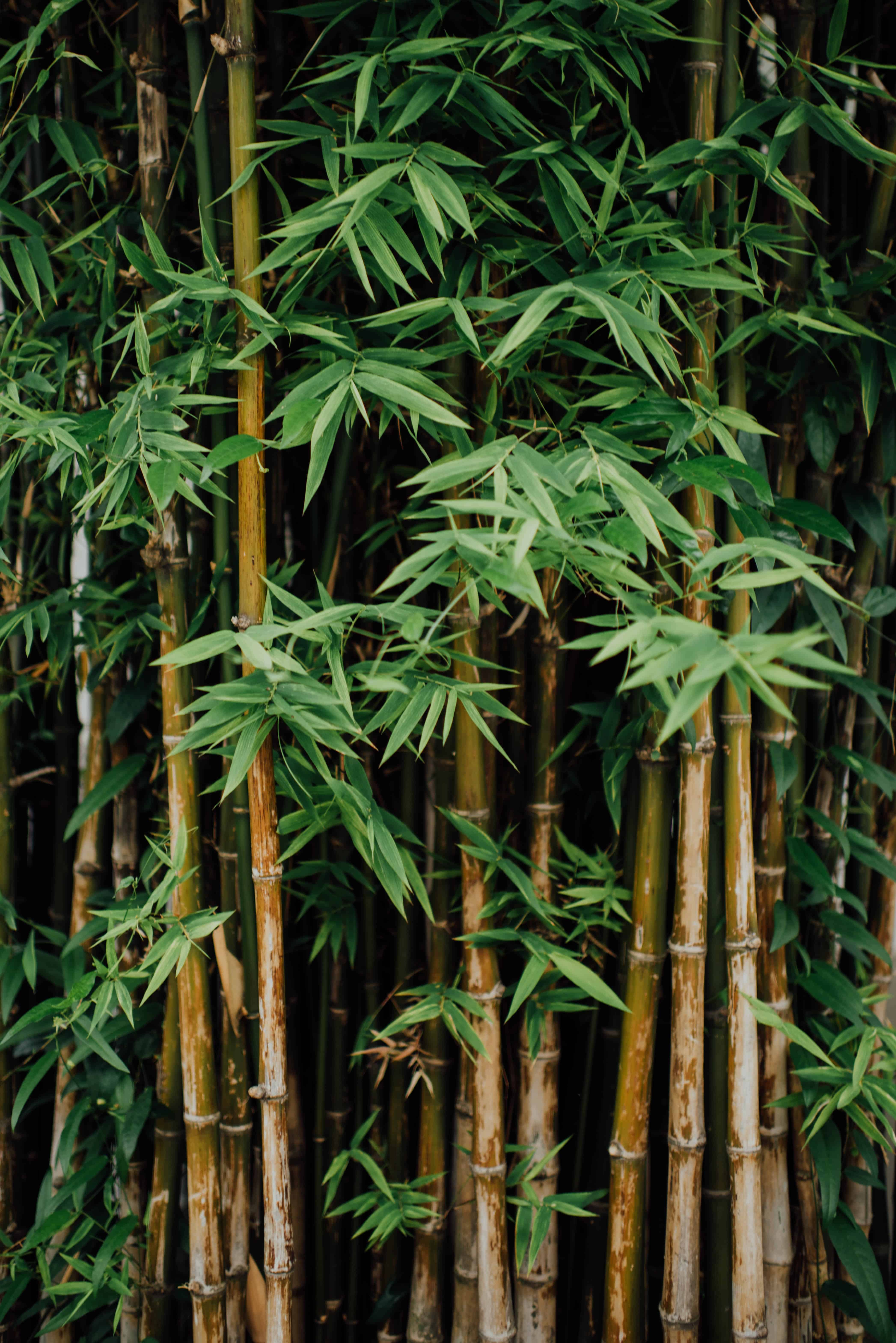 Tall Bamboo