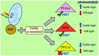 Ultrafast dynamics in co-sensitized photocatalysts under visible and NIR light irradiation