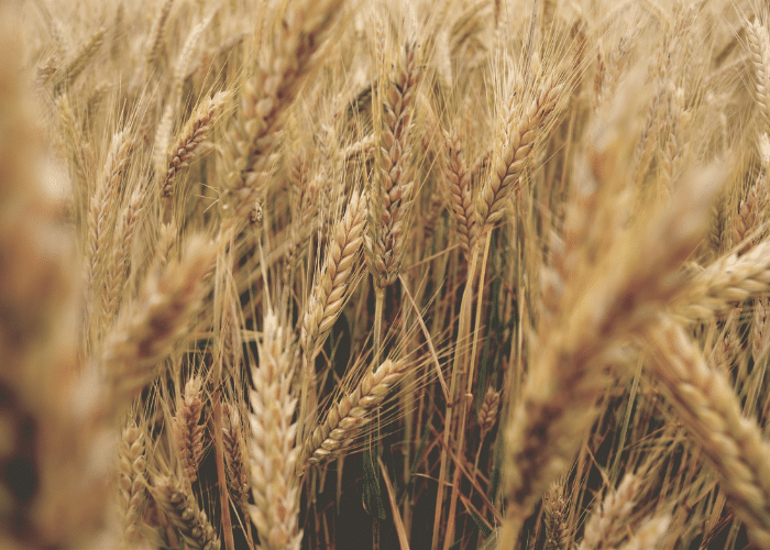 Wheat
