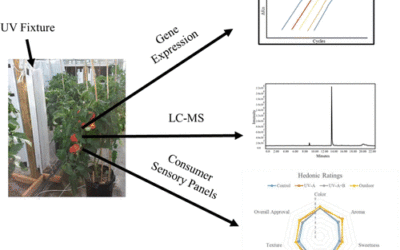 Manipulating Sensory and Phytochemical Profiles of Greenhouse Tomatoes Using Environmentally Relevant Doses of Ultraviolet Radiation