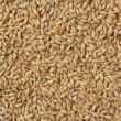Barley Analysis