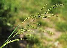 Modulation of halotropic growth in rough bluegrass (Poa trivialis L.) by flavonoids and light