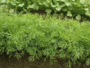 bushy-dill