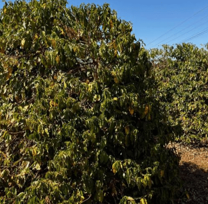 Multiscale Multispectral Hyperspectral Data for Estimating Coffee Yield Using Machine Learning Algorithms