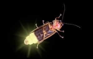 fire fly
