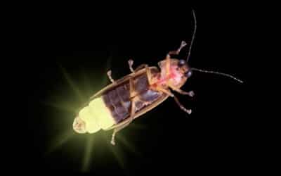 Biologically Inspired Organic Light-Emitting Diodes