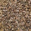 Flax Analysis