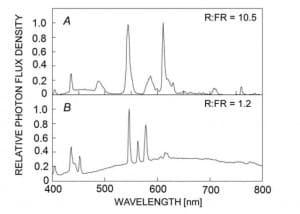Fig. 1. Spectra of light produced by the (A) fluorescent lamps with a high red:far-red (R:FR) ratio and (B) metal-halide lamps that provided a spectrum similar to that of natural light measured at the leaf surface. Relative photon flux densities were expressed in values relative to the maximum. R:FR ratio was estimated by dividing the cumulative photon flux density [μmol m–2 s–1] from red light (600 to 700 nm) by that from far-red light (700 to 800 nm) light. The plants were shielded from the metal-halide light by a water filter to avoid leaf temperature increases. 