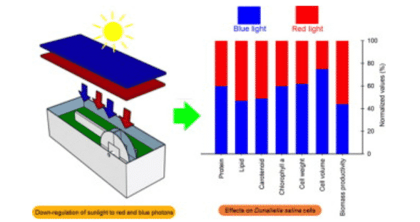 Monochromatic light filters to enhance biomass and carotenoid productivities of Dunaliella salina in raceway ponds