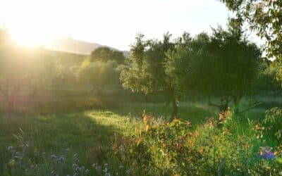 Effect of Soil Contamination on the Reflective Properties of Reflective Groundcovers